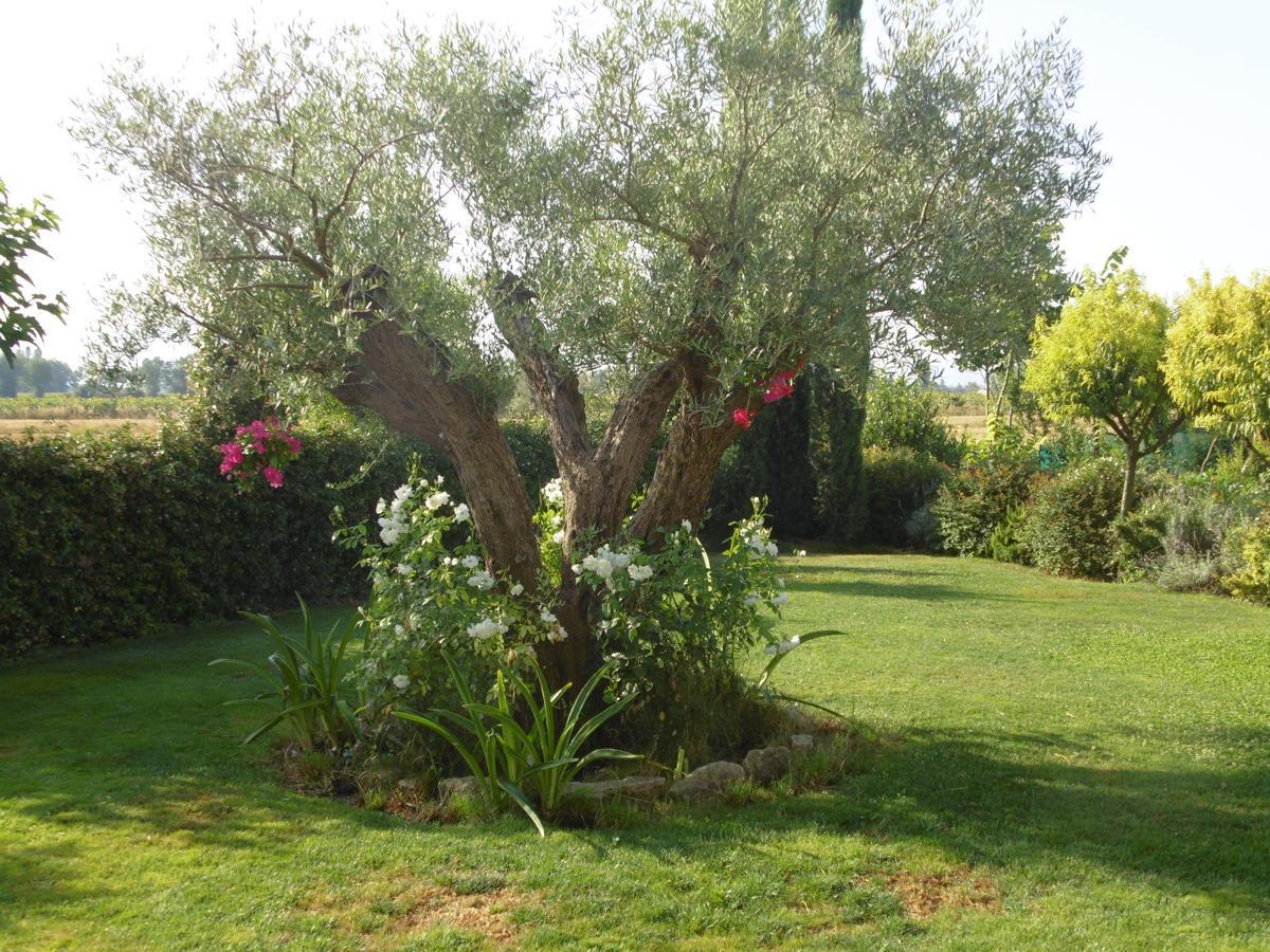 B&B La Gioiosa Assise Extérieur photo